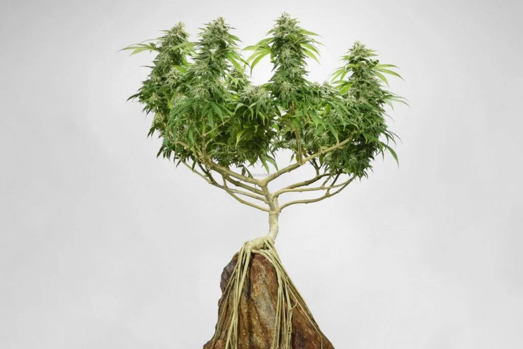 Cannabis Bonsai