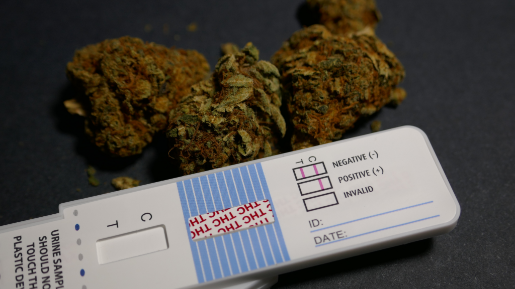 Cannabis Drug Tests