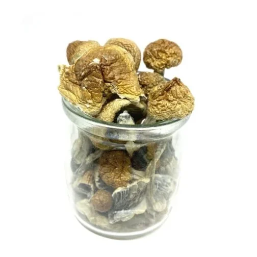 Hawaiian Blue Meanies Magic Mushrooms