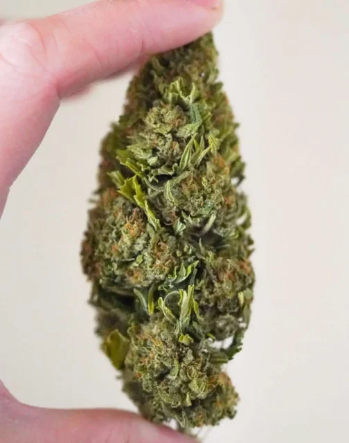 Hawaiian Haze Strain