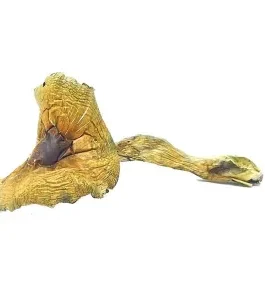 Brazilian Cubensis Magic Mushrooms