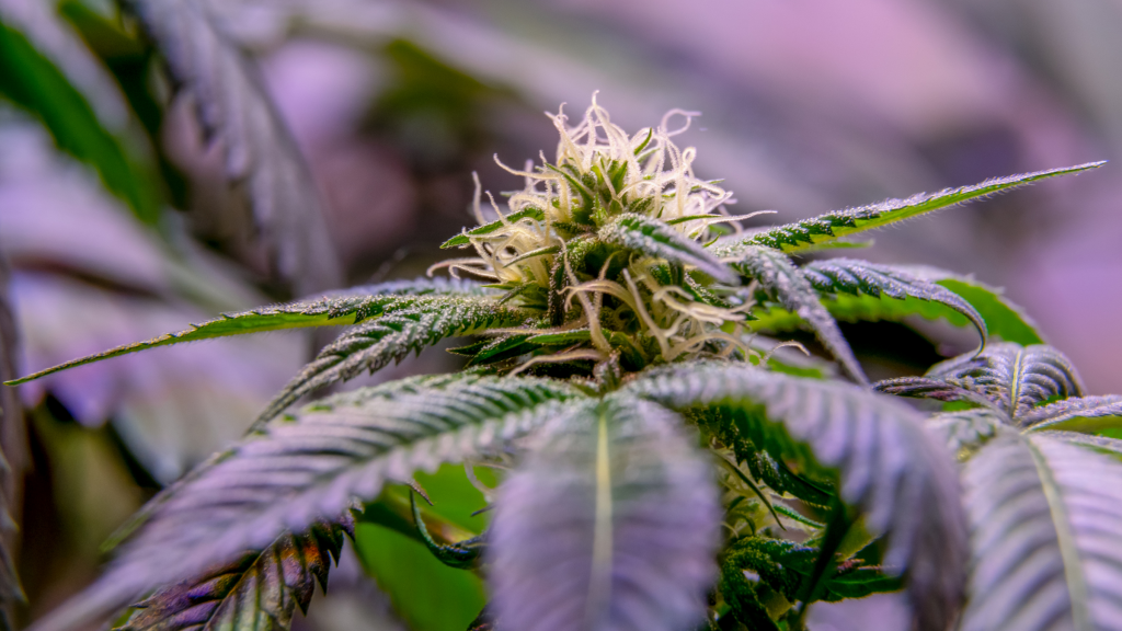 Delta-8 Strains