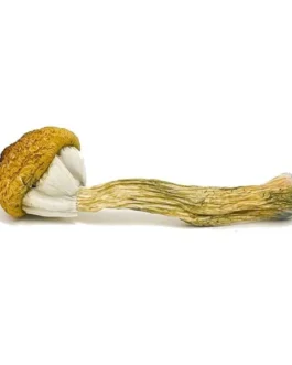 Treasure Coast Magic Mushroom