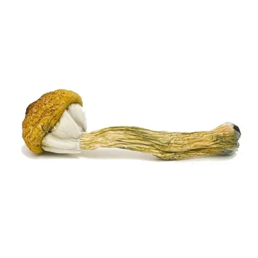 Buy Treasure Coast Magic Mushroom Online.