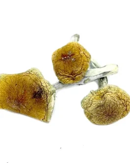 Buy Vietnamese Magic Mushroom Online