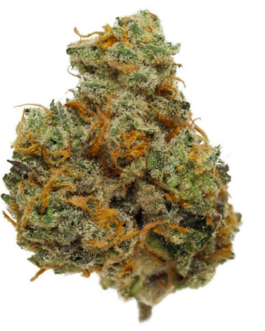 Horchata Weed Strain