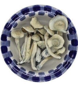 Albino Treasure Coast Magic Mushrooms