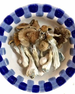 Lyophilized Blue Meanie Magic Mushrooms