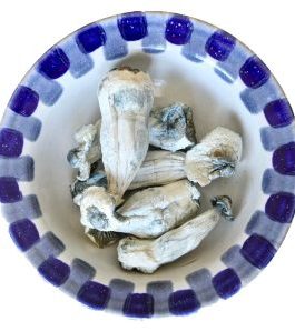 Albino Penis Envy Magic Mushrooms