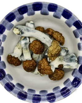 Blue Pulaski Magic Mushrooms