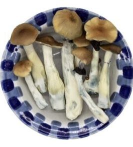 Lyophilized Golden Teacher Magic Mushrooms