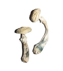 Great White Monster Mushroom