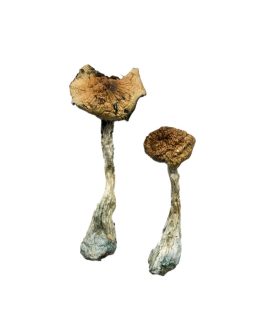 A+ Magic Mushrooms