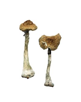 A+ Magic Mushrooms