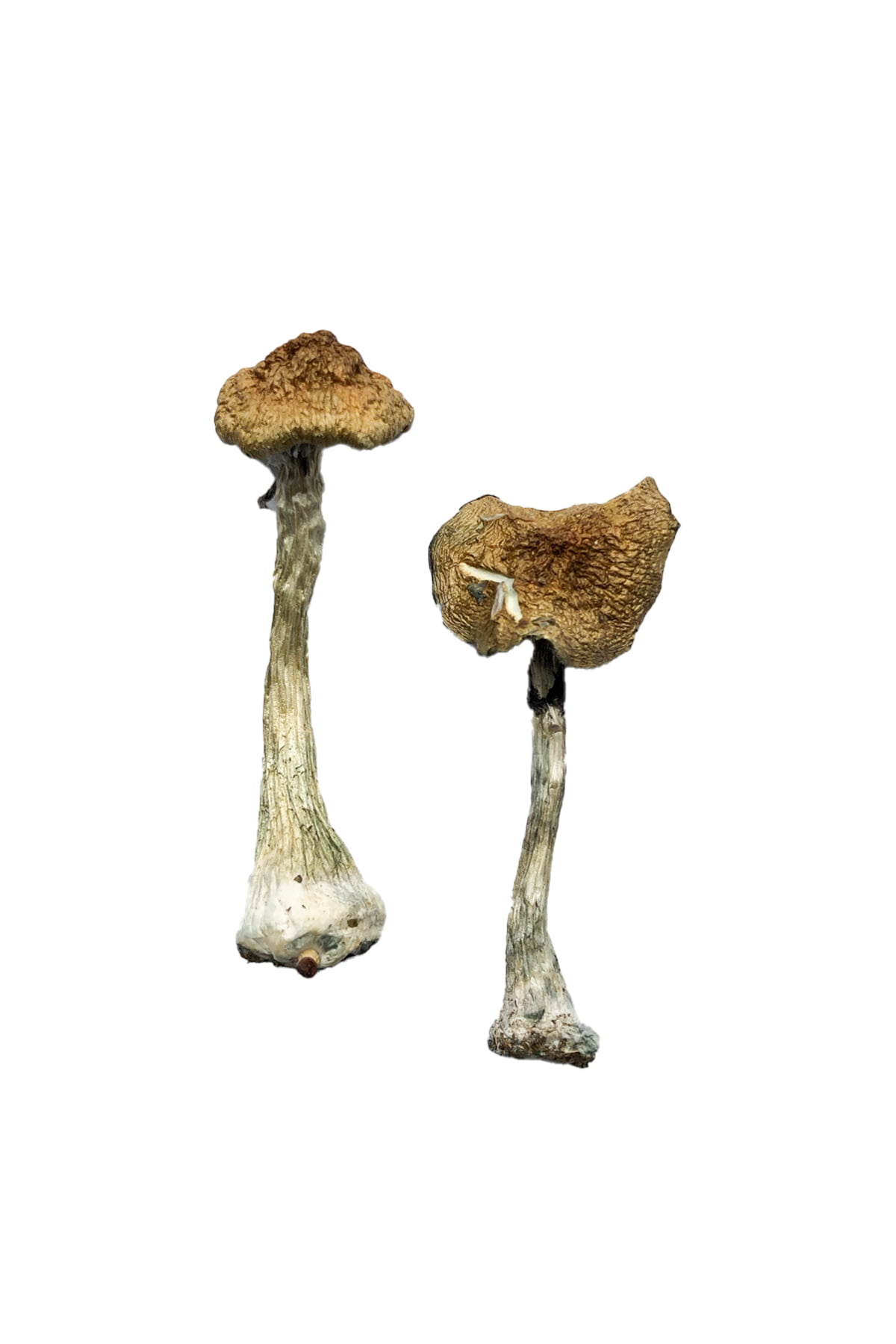 A+ Magic Mushrooms - Image 2