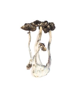 Albino A+ Magic Mushrooms