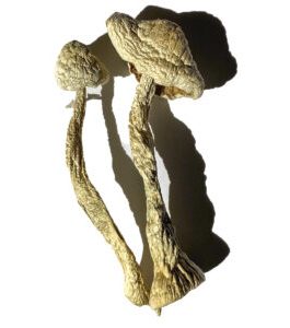 Moby Dick Magic Mushrooms