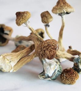 Psilocybe Azurescens
