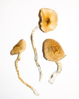 Golden Teacher Mushroom