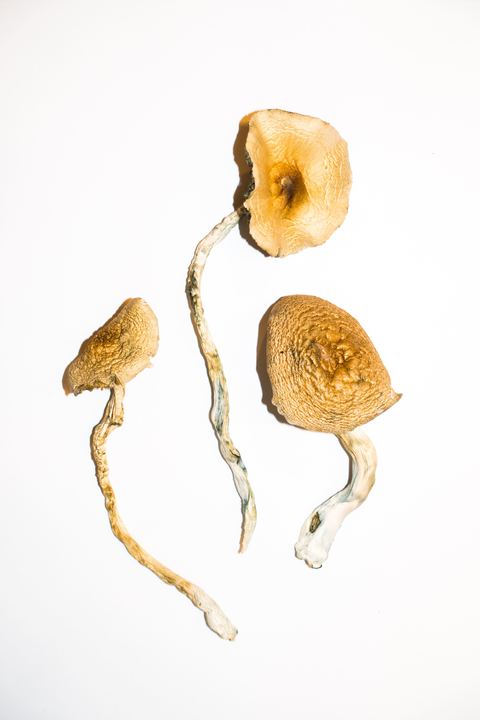 Golden Teacher Mushroom