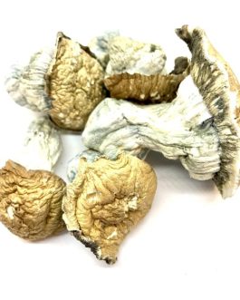 Tidal Wave Magic Mushroom
