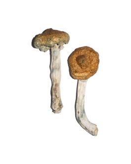 Tidal Wave Magic Mushroom
