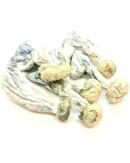 Yeti Magic Mushrooms