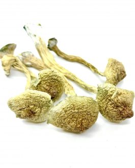 African Transkei Mushroom