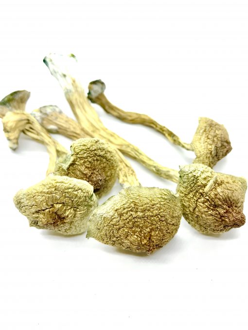 African Transkei Mushroom