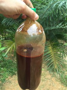 PURCHASE AYAHUASCA TEA – BOTTLED