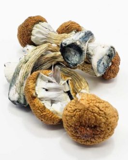 Yeti Magic Mushrooms