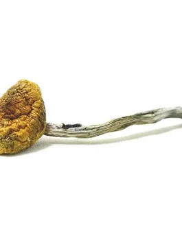 Hillbilly Magic Mushrooms