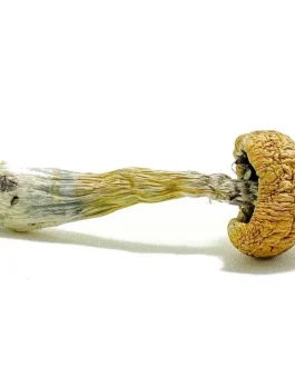 Puerto Rican Magic Mushrooms